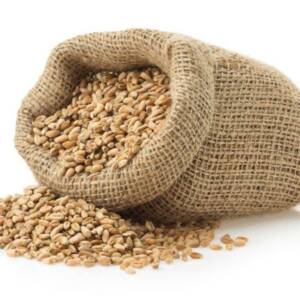 Triticale
