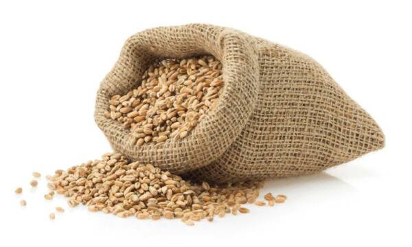 Triticale