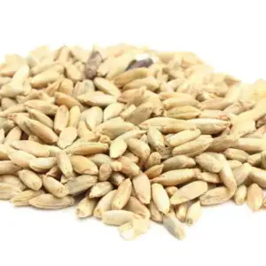 Rye